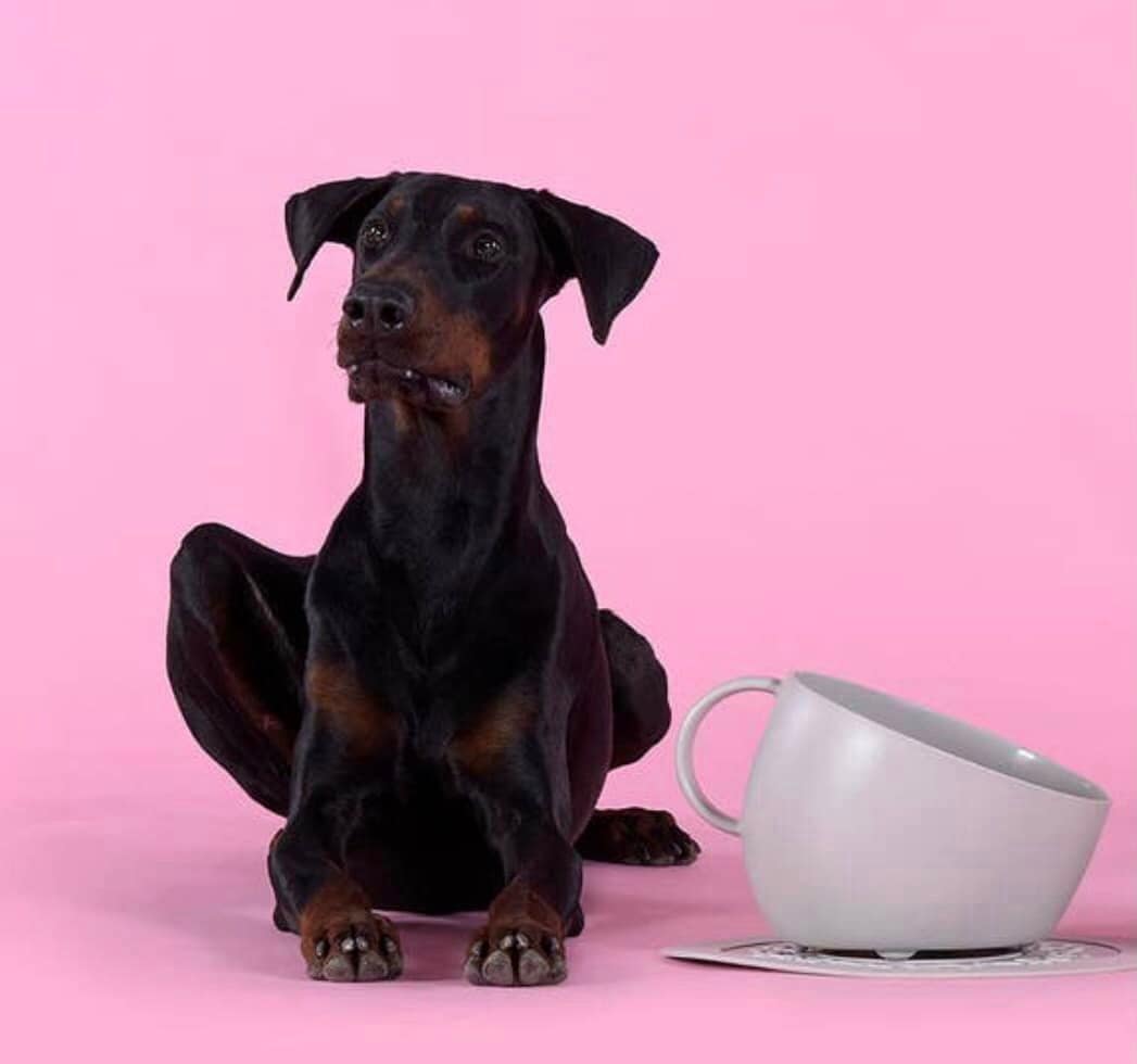 United Pets Kommenset Beker en Onderbord Grijs